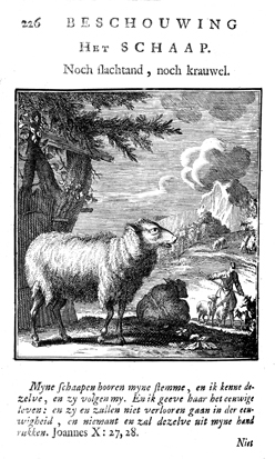The Sheep: Neither Tusk, nor Claw