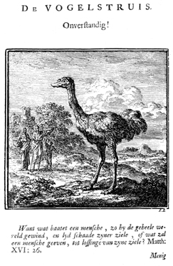 The Ostrich: Foolish!