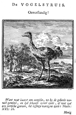 The Ostrich: Foolish!