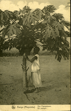 Een Papayaboom (A Papaya Tree)