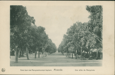 Une Alle de Manguiers (An Avenue of Mango Trees)