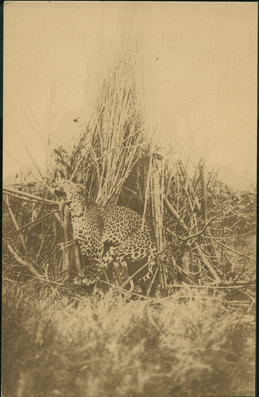 Une Magnifique Capture: un Leopard (A Magnificent Catch – A Leopard)
