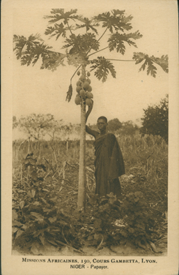 Niger-Papayer (Niger–A Papaya Tree)