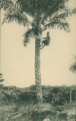 Palmwijntrekker (Palm Wine Drawer)