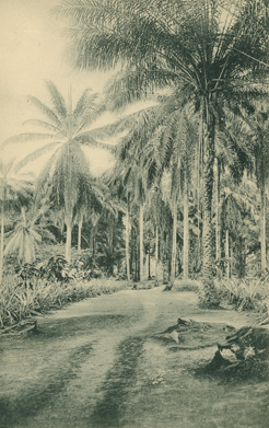 Een Palmbosch (Palm Trees)