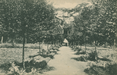Tumba-la Jardin Legumier (Tumba–A Vegetable Garden)