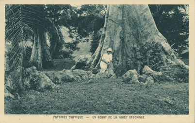 Un Geant de la Foret Gabonaise (A Giant of the Forest in Gabon)