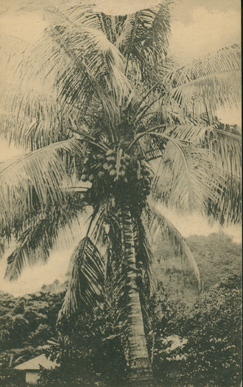 Un Palmier (A Palm Tree)