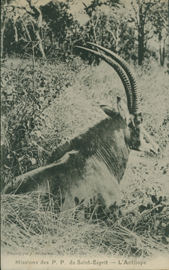 L'Antilope (The Antelope)