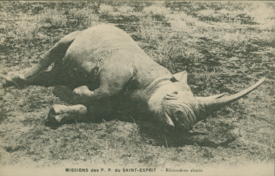 Rhinoceros Abattu (A Killed Rhinoceros)