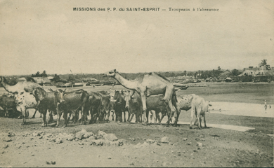 Troupeaux a l'Abreuvoir (Herds at the Watering Hole)
