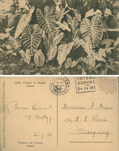 Jardin d'Essais de Kisantu: Alocasias (Experimental Garden, Kisantu: Alocasia)